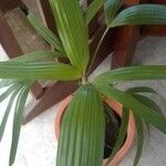 Rhapis excelsa Hostoa