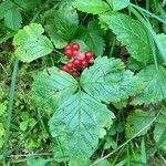 Rubus saxatilis 葉