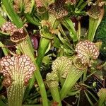 Sarracenia leucophylla Hábito