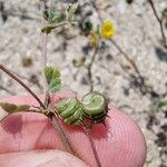 Medicago littoralis Frucht