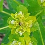 Euphorbia illirica Blomst