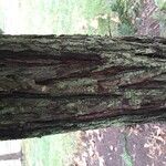 Sequoia sempervirens Bark