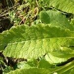 Primula elatior Blatt