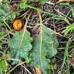 Mandragora officinarum Leaf