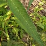 Polygonum lapathifolium Fulla