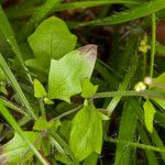 Arabidopsis halleri Листок