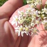 Heracleum sibiricumKvět