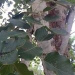 Pterocarpus rotundifolius Habit