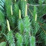 Lycopodium annotinum Foglia