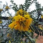 Sophora denudata Blomst