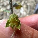 Epipactis microphylla Blüte