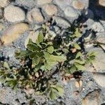 Arctostaphylos pungens Folio