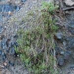 Ozothamnus leptophyllus Hoja