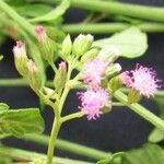 Fleischmannia microstemon Λουλούδι