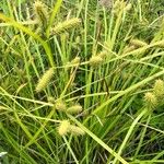 Carex lurida Frucht