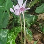 Cyclamen hederifoliumЦвят