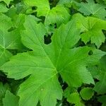 Petasites frigidus Blatt