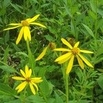 Verbesina helianthoides Flower