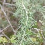 Adenocarpus decorticans Leaf