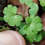 Bowlesia incana Leaf