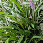 Liriope muscari 整株植物