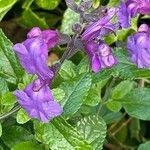 Salvia greggiiKwiat