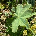 Alchemilla monticola Φύλλο