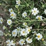 Melampodium leucanthum Flor