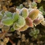 Delosperma echinatum Leaf