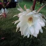 Epiphyllum oxypetalum Λουλούδι