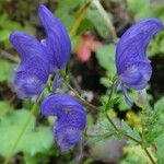 Aconitum napellus Flower