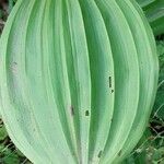 Veratrum album Hoja