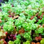 Sedum oreganum ഇല