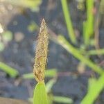 Eleocharis acutangula Leaf