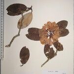 Rhododendron campanulatum Άλλα