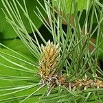 Pinus pinaster Blad