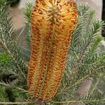 Banksia ericifolia Blomst