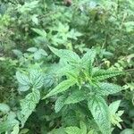 Cedronella canariensis Likasa