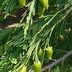 Calocedrus decurrens Vili