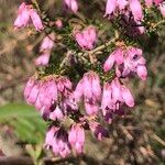 Erica australis Flor