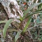 Angraecum calceolus पत्ता
