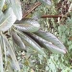 Rhododendron sinogrande Blad