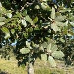 Quercus ilex برگ