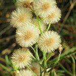 Erigeron sumatrensis Ovoce