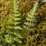 Woodsia ilvensis Elinympäristö