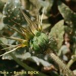 Arctotheca calendula Plod