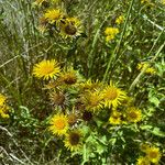 Inula britannica Other