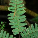 Adiantum terminatum Hábitos