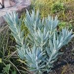 Senecio serpens Blad