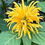 Justicia aurea Flor